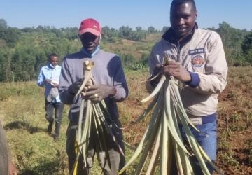Practical training and experience sharing for Assosa Zuriya woreda community on pineapple management in Aleta Chuko, Sidama Region.